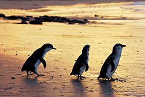phillipIsland