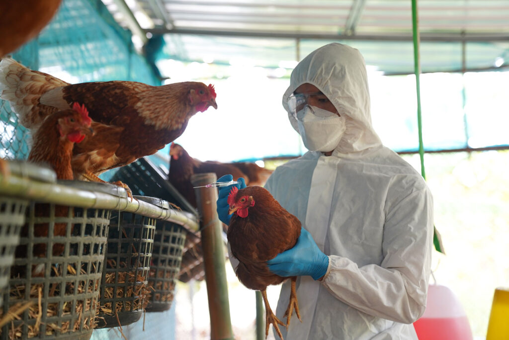 avian-flu avian-flu
