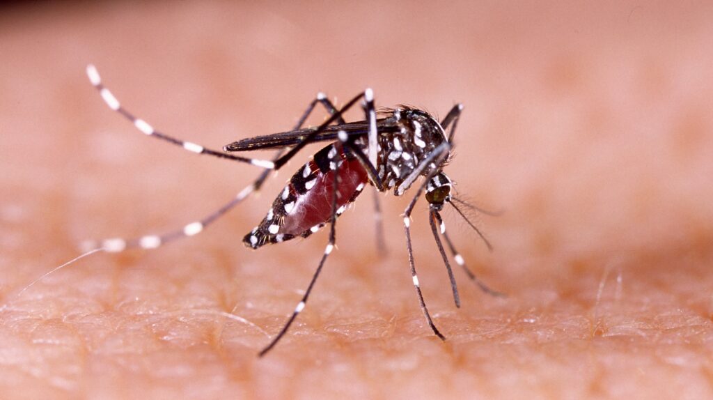 Dengue, Zika and chikungunya fever mosquito (Aedes aegypti) on human skin